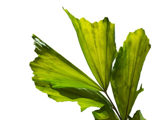 Green palm leaves on white background.
