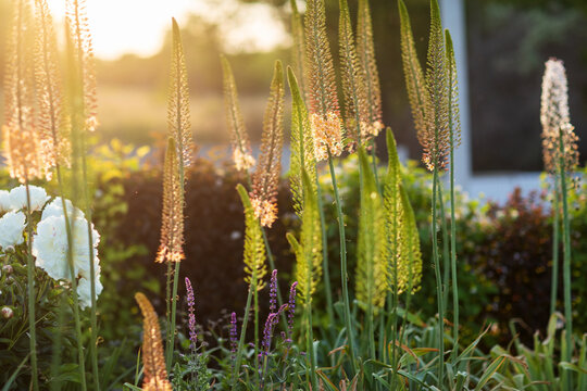 Foxtail lilies. Desert Candles, Eremurus.
