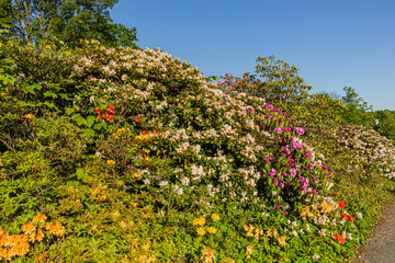 Beautiful outdoor floral background with yellow and pink rhododendrons. Bush of delicate yellow and pink flowers of azalea or Rhododendron plant in a sunny spring day