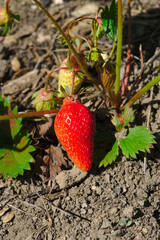 first ripe spring strawberry on its foot in a vegetable garden