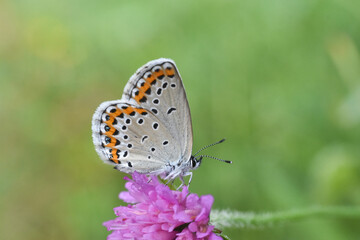 Obraz na płótnie Canvas Reverdin's blue butterfly, Plebejus argyrognomon. Common blue butterfly close-up