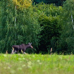 One moose in the meadow.