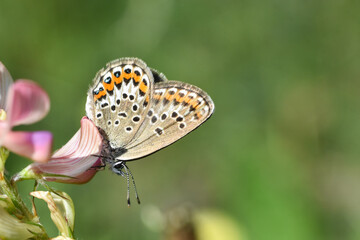 Plebejus argus blue butterfly, Silver-studded blue. Common blue butterfly close-up