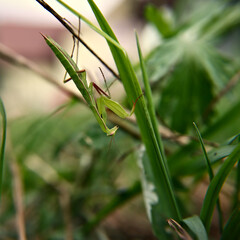 mantis on the grass