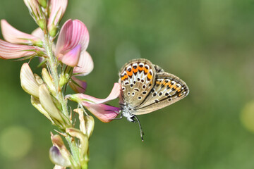 Plebejus argus blue butterfly, Silver-studded blue. Common blue butterfly close-up