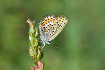 Plebejus argus blue butterfly, Silver-studded blue. Common blue butterfly close-up