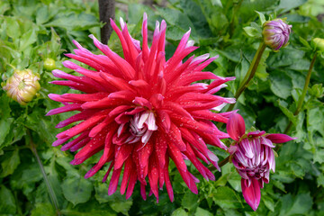 Pink dahlia flower in garden