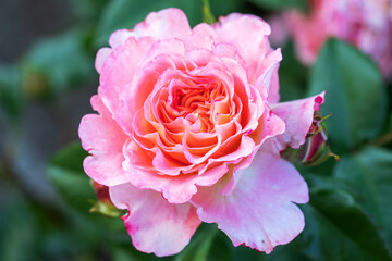 Beautiful pink rose in a garden