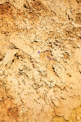 Seamless texture - clay soil for your design