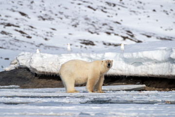 Fototapeta na wymiar Polar bear and glacous gulls in Svalbard