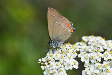 Satyrium acaciae, Sloe Hairstreak in wild meadow
Little butterfly in nature