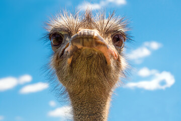 Head of ostrich on clear sky backdrop. Largest bird on blue backdrop. Flightless swift-running African bird with a long neck, long legs, and two toes on each foot. Largest living bird. Zoo bird © Oleksii Synelnykov