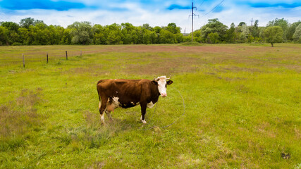 Cow in the meadow.