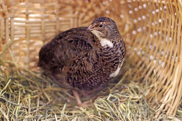 beautiful quail standing in a wicker basket