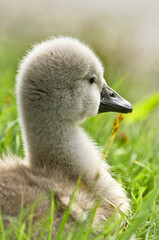 Portrait of a very small and fluffy little fledgling of a swan, just squabbed, newborn,  in profile with many details