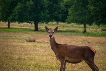 Naklejka na ściany i meble Photo of a beautiful, big and wild deer standing relax in the nature in a forest in Richmond Park, London