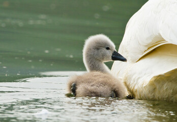 A cute and awesome fledgling of a swan swims near the mother in a lake and looks around