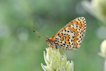lesser spotted fritillary butterfly, Melitaea trivia, in wild meadow. Beautiful Iparhan butterfly on plant