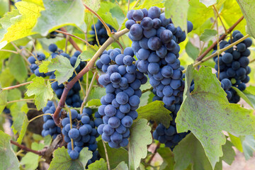 Purple red grapes with green leaves on the vine. fresh fruits. Selective Focus
