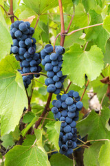 Purple red grapes with green leaves on the vine. fresh fruits. Selective Focus