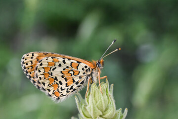 Fototapeta na wymiar lesser spotted fritillary butterfly, Melitaea trivia, in wild meadow. Beautiful Iparhan butterfly on plant