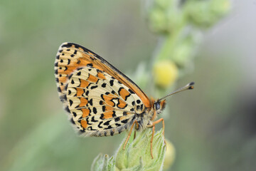 lesser spotted fritillary butterfly, Melitaea trivia, in wild meadow. Beautiful Iparhan butterfly on plant