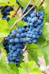 Purple red grapes with green leaves on the vine. fresh fruits. Selective Focus