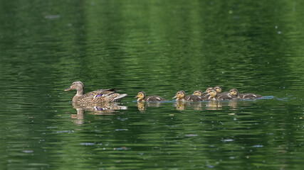 Anatroccoli di germano reale, nuotano in mezzo al lago, in giugno