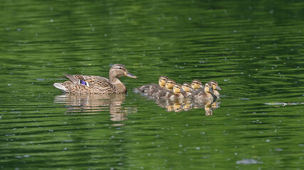 Anatroccoli di germano reale, nuotano in mezzo al lago, in giugno