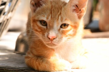 Beautiful Cat, Pat Animal at Kutch, Gujarat India