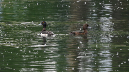 Anatra moretta che nuota sul lago, in giugno