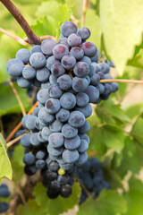 purple red grapes with green leaves on the vine. fresh fruits