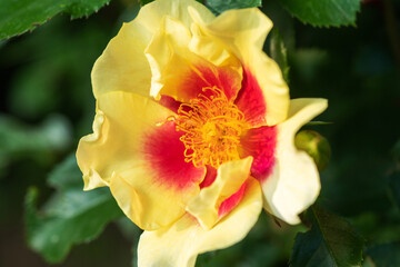 Beautiful yellow Paeonia Bartzella peony flowers. Horizontal Outdoors summertime vibrant image.