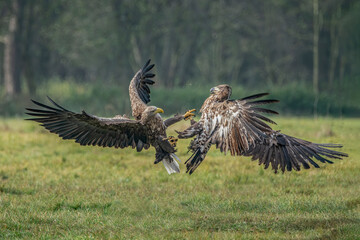 A pair of battling White tailed eagles (Haliaeetus albicilla) appear to be performing karate mid-air. Poland, europe. Fighting eagles. National Bird Poland. 