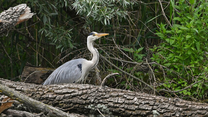 Airone cenerino posato sul ramo nella palude, che osserva attorno a sè
