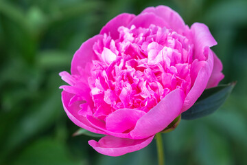 Pink peony flower on a background of emerald greenery in the garden. Pink pion.