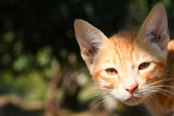 Beautiful Cat, Pat Animal at Kutch, Gujarat India