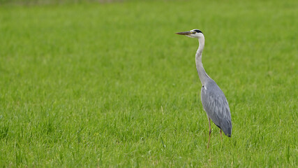 Airone cenerino posato sul prato verde, che guarda a sinistra