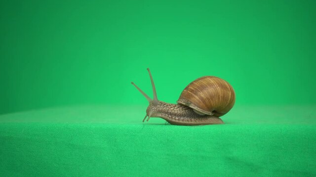 snail on a green screen
