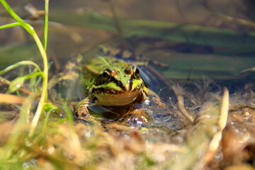 Kleiner grüner frosch schaut aus dem wasser heraus