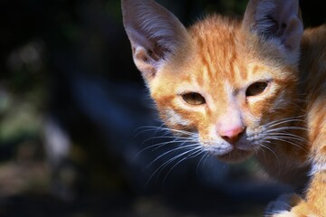 Beautiful Cat, Pat Animal at Kutch, Gujarat India