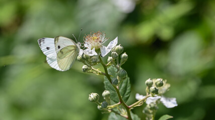 Farfalla bianca posata sul fiore nel bosco in primavera