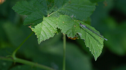 Libellula azzurra posata sulla foglie verde del bosco