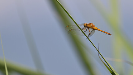 Libellula gialla posata sullo stelo d'erba