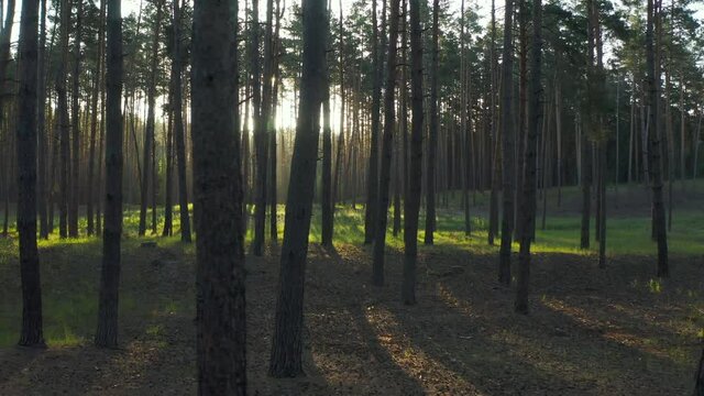 Sunrise in pine forest, Drone flies between tall green trees in bright sun beams. Summer sunrise in woodland