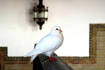 white dove, symbol of the peace, standing in a interior  of a palace with a lamp and ornaments in the background - wallpaper