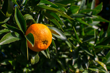 Juicy orange behind green leaves on a tree