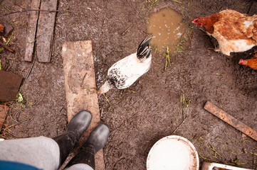 Obraz premium Multi-colored hens in a chicken coop in the countryside. Farm for animals in the village. Rainy weather and dirt.