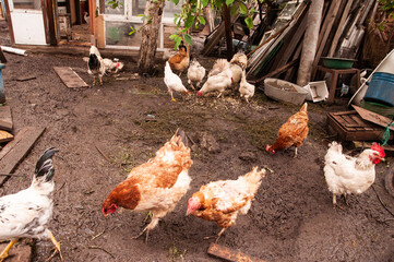 Multi-colored hens in a chicken coop in the countryside. Farm for animals in the village. Rainy weather and dirt in the village.