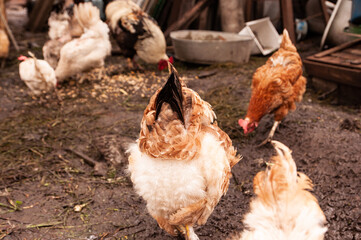 Red chicken close-up. Hensin a chicken coop in the countryside